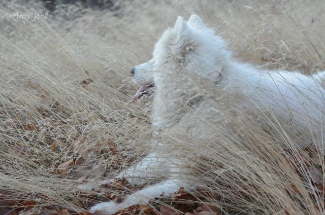 Pohorje - foto