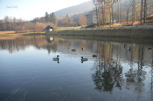 Pohorje - foto