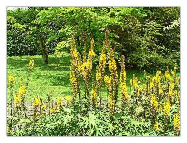 Arboretum,volčji potok - foto