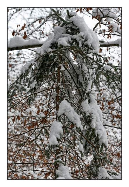 Zima, zima bela (škofljica) - foto