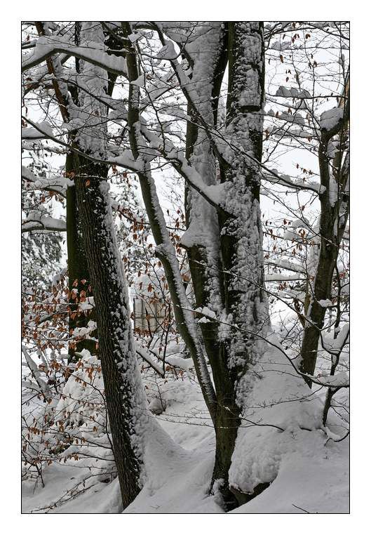 Zima, zima bela (škofljica) - foto povečava