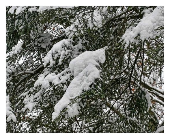 Zima, zima bela (škofljica) - foto