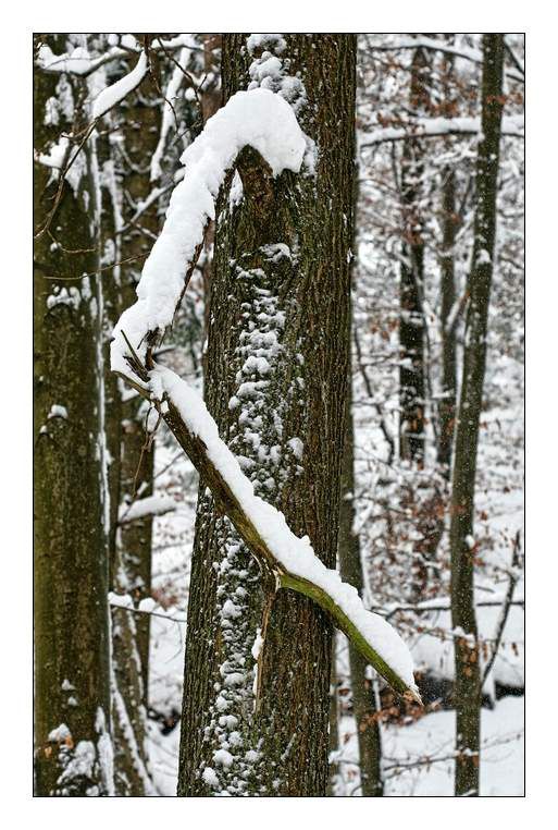 Zima, zima bela (škofljica) - foto povečava