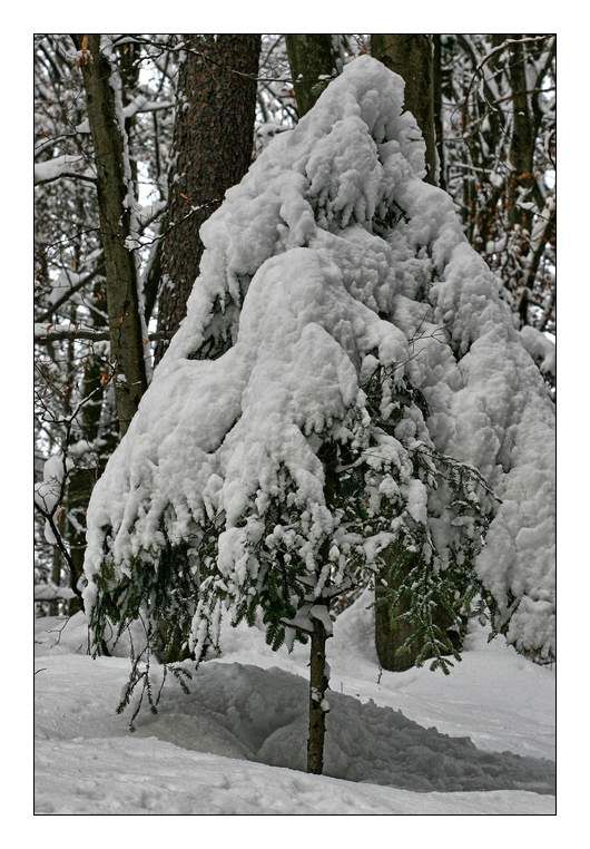 Zima, zima bela (škofljica) - foto povečava