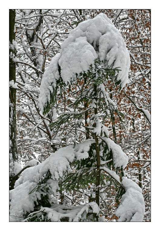 Zima, zima bela (škofljica) - foto povečava