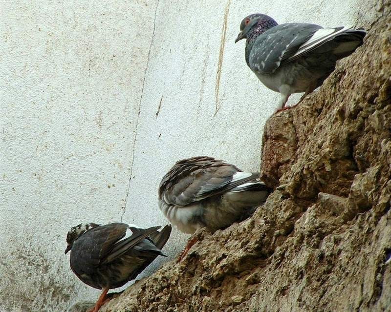 2/2. egipt - qurna - delavnica alabastra - foto povečava