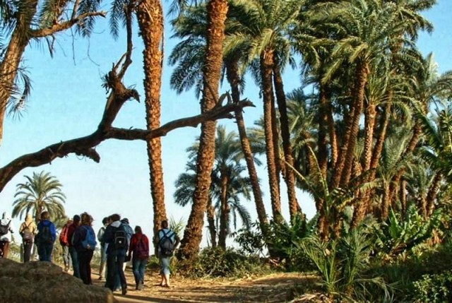 3. egipt - banana island (gezira el-mozh) - foto
