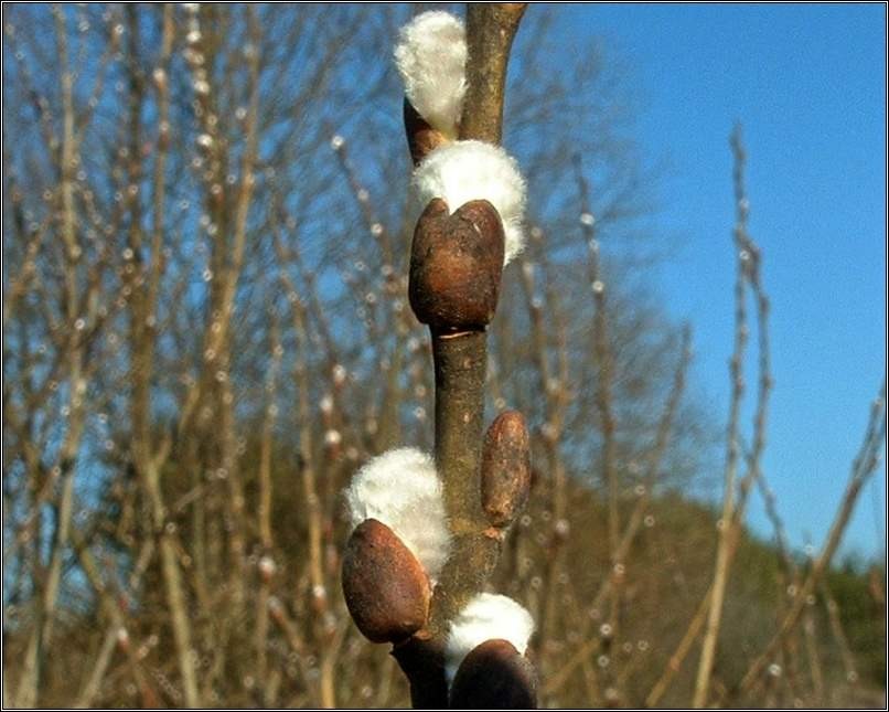 Februar - foto povečava