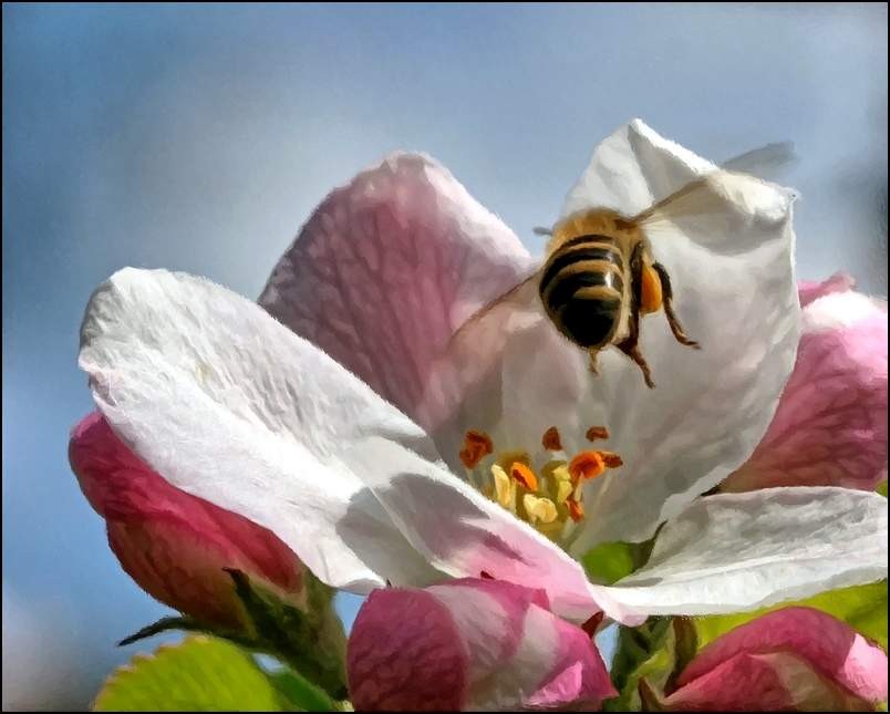 Zdaj pa je pomlad  - foto povečava