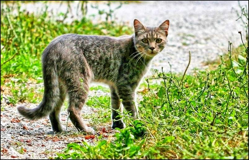 Veliko krzna - foto povečava