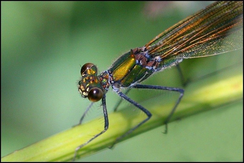 golden-green