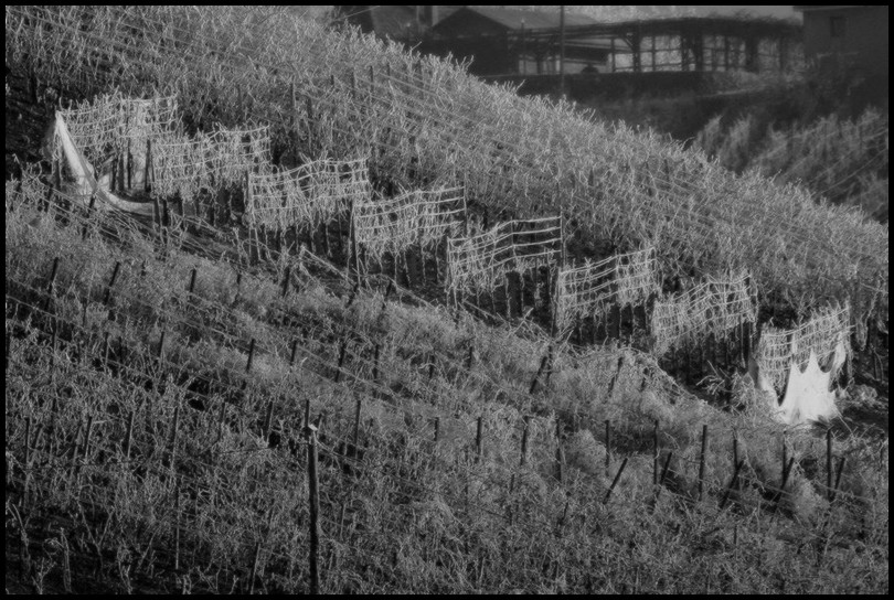 frost in the vineyard