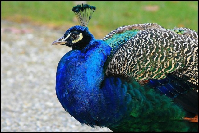 A peacock in profile