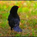 a blackbird
