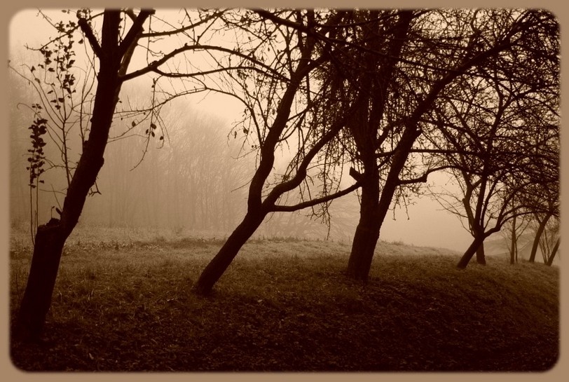apple trees&fogg