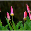 the tulips