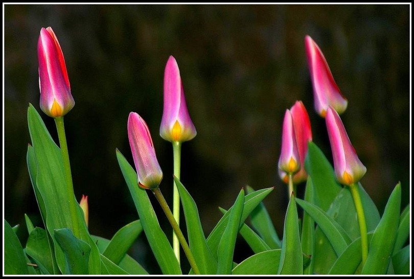 the tulips