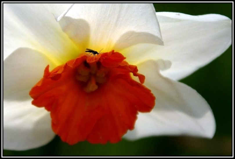 daffodil's guest
