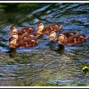 ducklings