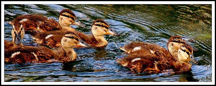 ducklings (2)