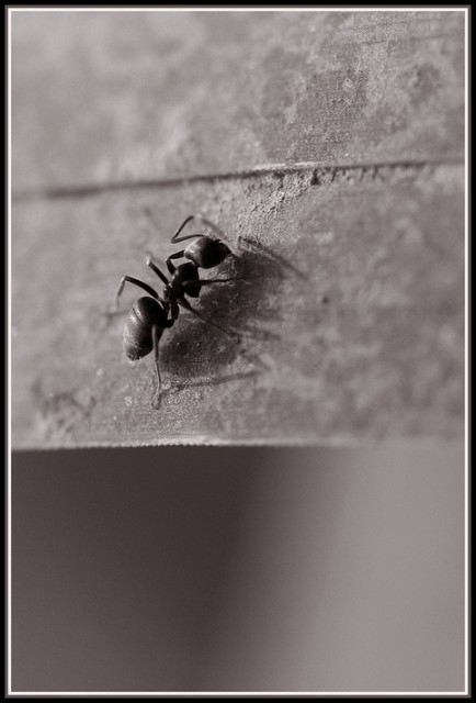 One ant