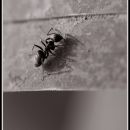 one ant