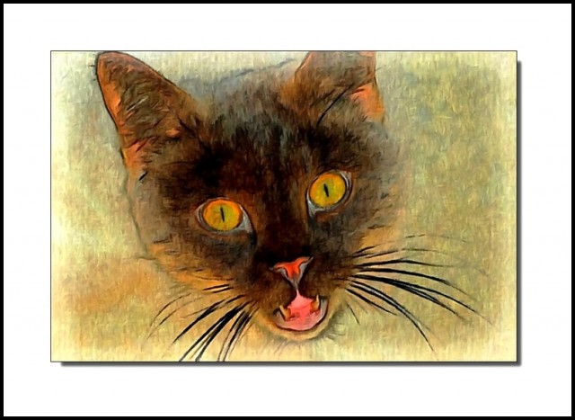 Cat's portrait