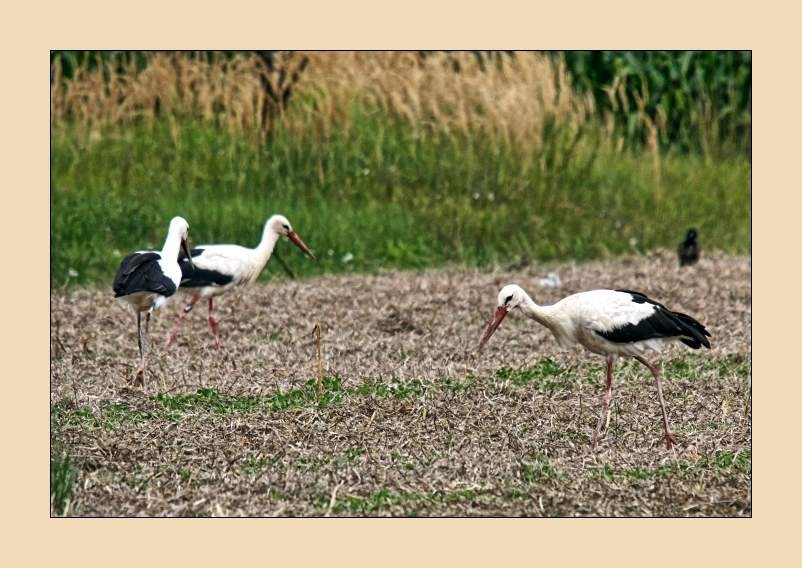 Obisk na dolgih nogah - foto povečava