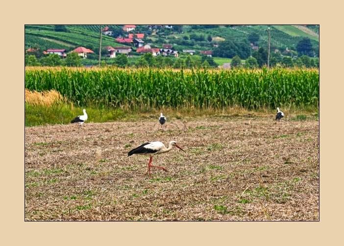 Obisk na dolgih nogah - foto povečava