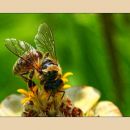 čebelja paša