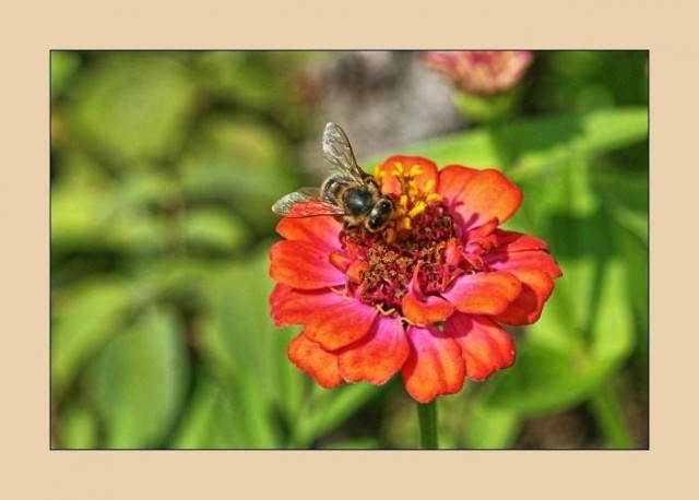 čebelja paša - foto