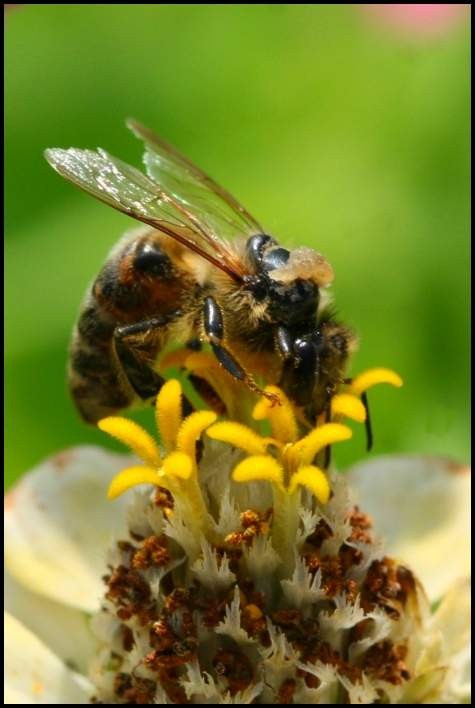 čebelja paša - foto povečava