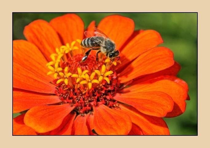 čebelja paša - foto povečava