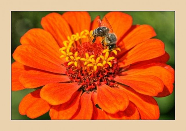 čebelja paša - foto