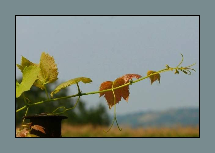 še malo poletja - foto povečava