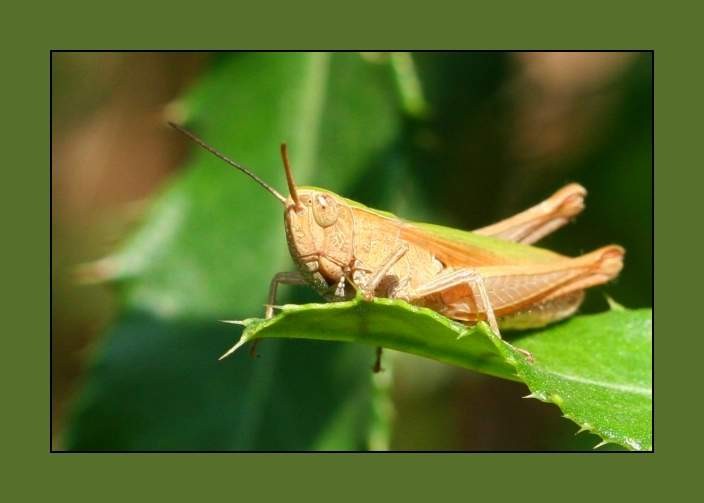 še malo poletja - foto povečava