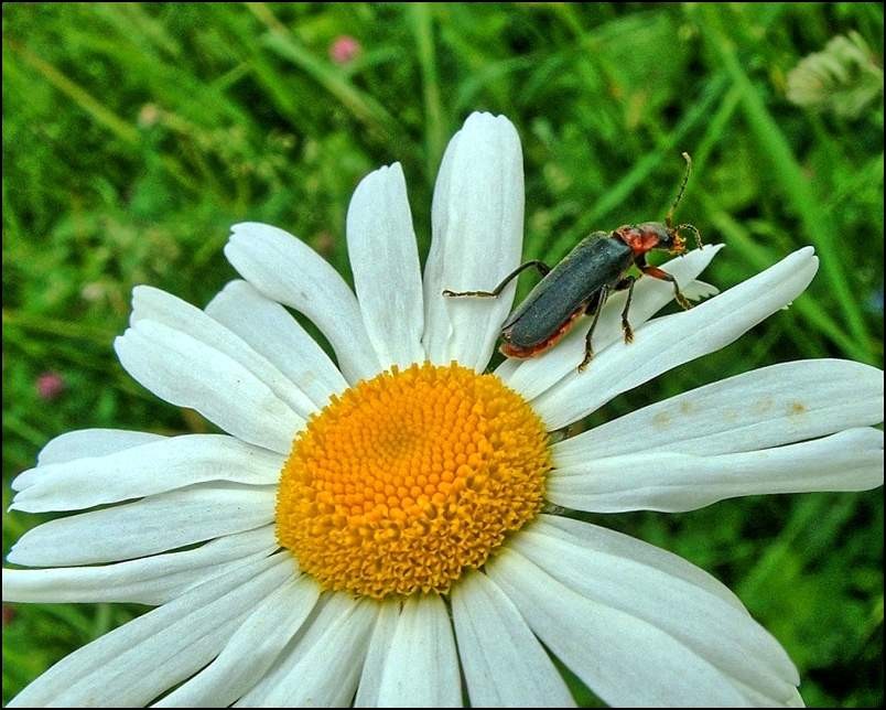 Malo mešano/2 - foto povečava