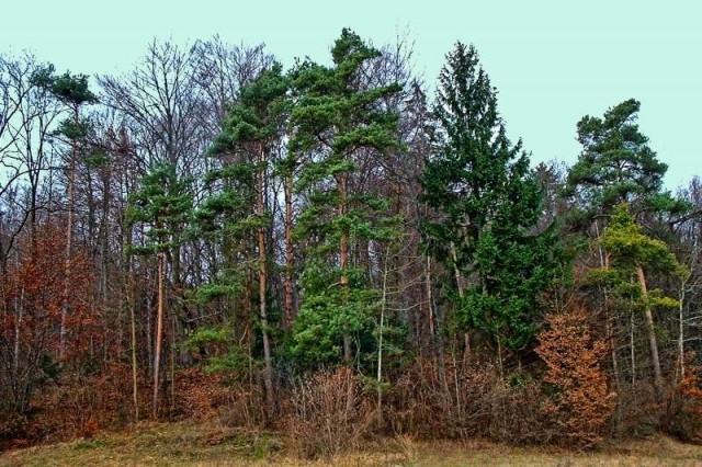 Malo mešano/2 - foto