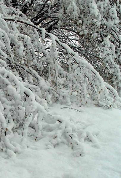 škofljica pozimi/2 - foto