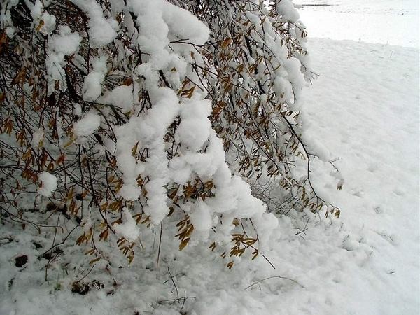 škofljica pozimi/2 - foto