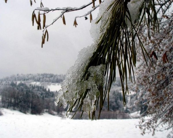 škofljica pozimi/2 - foto