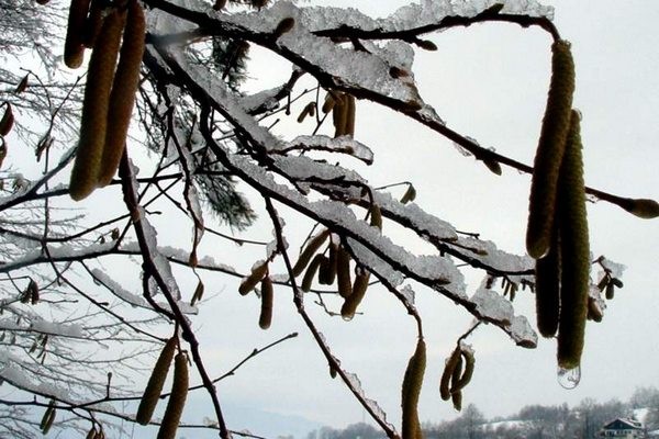 škofljica pozimi/2 - foto