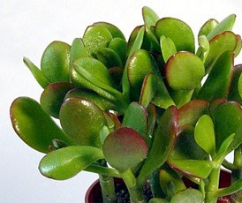 Drevo denarja - foto povečava