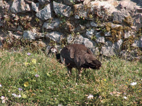 Ohrid - foto povečava