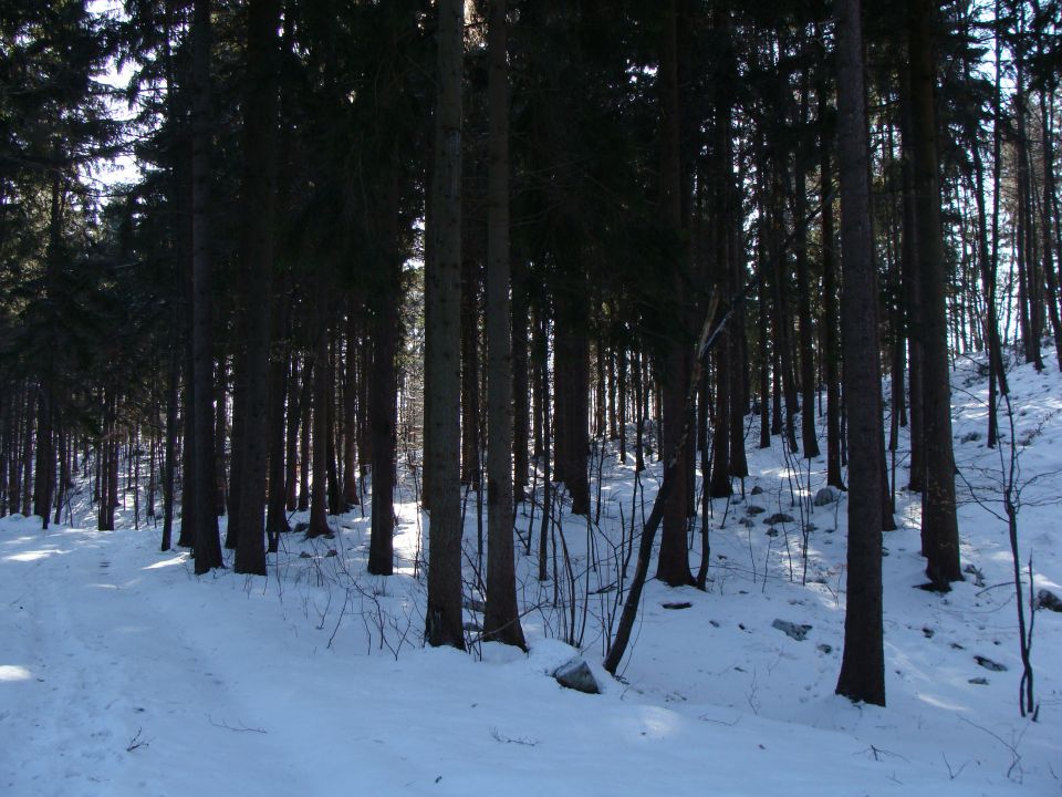 Topolšica-Lom 884m, 21.2.2010 - foto povečava