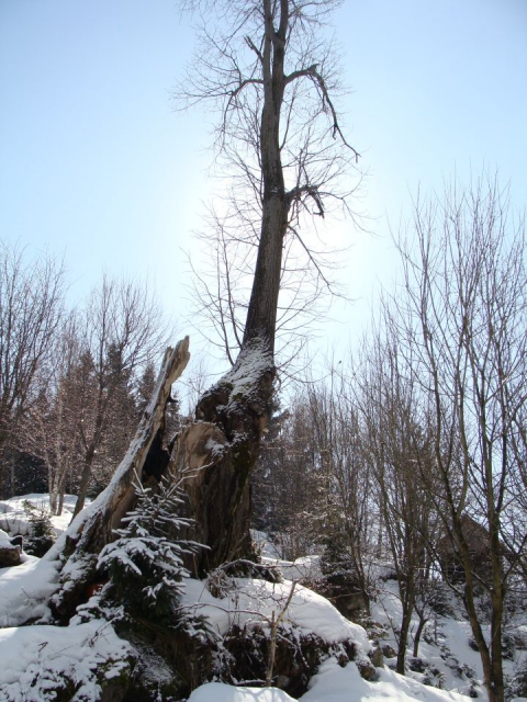 Topolšica-Lom 884m, 21.2.2010 - foto