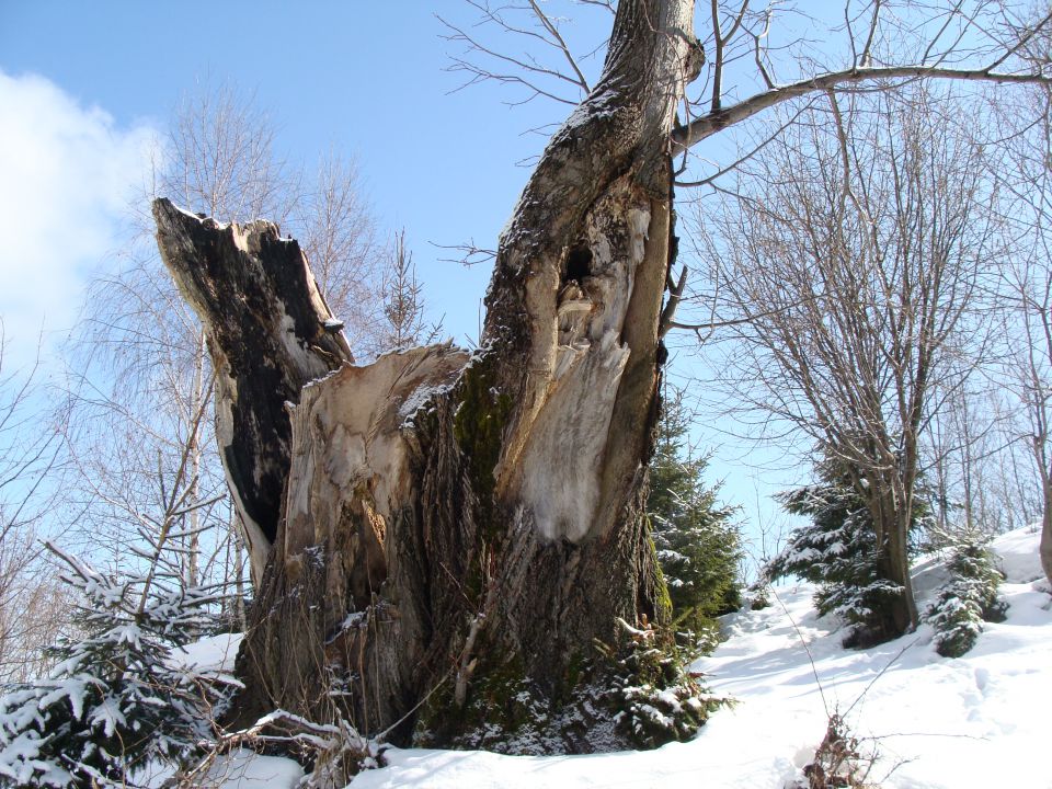 Topolšica-Lom 884m, 21.2.2010 - foto povečava