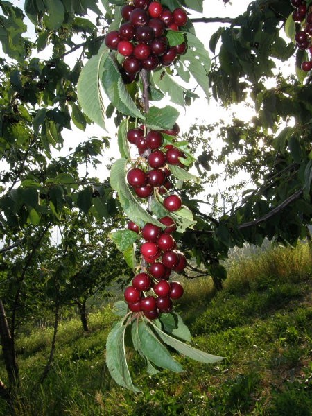 Sadje in vino - pa še preostala hrana :) - foto povečava