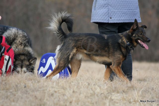 1. Kraški Siminar Loustva, Komen, 18.3.2012 - foto povečava