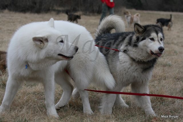 1. Kraški Siminar Loustva, Komen, 18.3.2012 - foto povečava